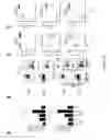 Fig. 15 - Compositions and Methods for Reducing CTL Exhaustion