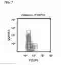 Fig. 09 - Regulatory T cells and methods of identifying, obtaining and using to treat immuno-based disorders