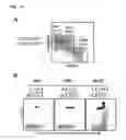 Fig. 13 - Regulatory T cells and methods of identifying, obtaining and using to treat immuno-based disorders