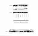 Fig. 05 - Anti-malignant tumor agent