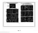 Fig. 09 - Elastin digest compositions and methods utilizing same