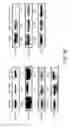 Fig. 08 - Modulation of T cell signaling threshold and T cell sensitivity to antigens