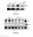 Fig. 12 - Modulation of T cell signaling threshold and T cell sensitivity to antigens