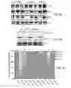 Fig. 13 - Modulation of T cell signaling threshold and T cell sensitivity to antigens