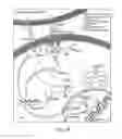 Fig. 20 - Modulation of T cell signaling threshold and T cell sensitivity to antigens