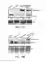 Fig. 33 - Modulation of T cell signaling threshold and T cell sensitivity to antigens