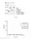 Fig. 04 - RECOMBINANT POLYPEPTIDE FOR ENHANCING CELL TRANSDUCTION EFFICIENCY OF A TARGET AGENT