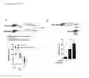 Fig. 08 - Facilitator-DNA combination vaccine