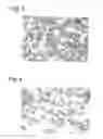 Fig. 03 - MICROPARTICLES COMPRISING PCL AND USES THEREOF