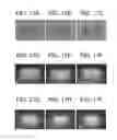 Fig. 16 - APPARATUS FOR MAKING ENGINEERED TISSUE USING SELF-ASSEMBLING CELL AGGREGATES