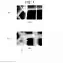 Fig. 11 - Honeycomb structural body