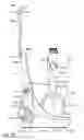 Fig. 06 - Oral irrigator with integrated lid and base