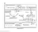 Fig. 40 - Small conditional RNAs