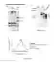Fig. 52 - Small conditional RNAs