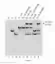 Fig. 55 - Small conditional RNAs