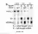 Fig. 64 - Small conditional RNAs