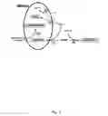 Fig. 02 - DIAGNOSTIC AND PROGNOSTIC USE OF PROMBP-COMPLEXES
