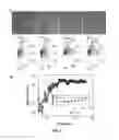 Fig. 09 - Determination of cell chirality
