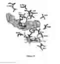 Fig. 37 - Alkane oxidation by modified hydroxylases