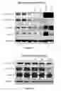 Fig. 04 - INHIBITING CYCLIN D POLYPEPTIDES