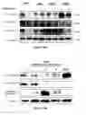 Fig. 19 - INHIBITING CYCLIN D POLYPEPTIDES