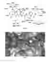 Fig. 02 - Substrate-mimetic Akt inhibitor