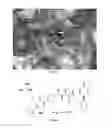 Fig. 06 - Substrate-mimetic Akt inhibitor
