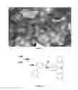 Fig. 08 - Substrate-mimetic Akt inhibitor