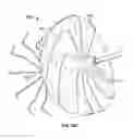 Fig. 41 - Space filling devices