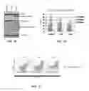 Fig. 08 - Methods, pharmaceutical compositions, therapeutic systems, and compounds for treating B cell malignancies