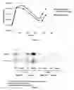 Fig. 02 - Ingredients for animal feed compositions