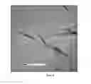 Fig. 05 - Chitin nanowhisker composites and methods