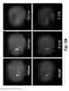 Fig. 08 - DEVICES AND METHODS FOR DETERMINING SENSITIVITY TO RADIATION
