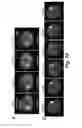 Fig. 20 - DEVICES AND METHODS FOR DETERMINING SENSITIVITY TO RADIATION