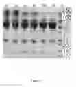 Fig. 02 - GLYCOPROTEIN ENRICHED COMPOSITION AS A FOOD AND/OR FEED ADDITIVE AND/OR AS A THERAPEUTIC AGENT