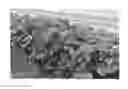Fig. 01 - Strawberry plant named 'Dream'