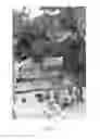 Fig. 04 - Strawberry plant named 'Dream'