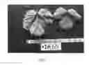 Fig. 08 - Strawberry plant named 'Dream'