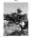 Fig. 06 - METHOD FOR FORMING ORNAMENTAL TREE BY PRUNING AND INDUCING GROWTH OF BRANCHES