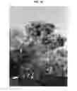 Fig. 08 - METHOD FOR FORMING ORNAMENTAL TREE BY PRUNING AND INDUCING GROWTH OF BRANCHES