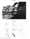 Fig. 10 - METHOD FOR FORMING ORNAMENTAL TREE BY PRUNING AND INDUCING GROWTH OF BRANCHES