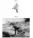 Fig. 11 - METHOD FOR FORMING ORNAMENTAL TREE BY PRUNING AND INDUCING GROWTH OF BRANCHES