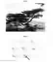Fig. 13 - METHOD FOR FORMING ORNAMENTAL TREE BY PRUNING AND INDUCING GROWTH OF BRANCHES