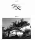 Fig. 14 - METHOD FOR FORMING ORNAMENTAL TREE BY PRUNING AND INDUCING GROWTH OF BRANCHES