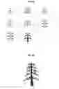 Fig. 15 - METHOD FOR FORMING ORNAMENTAL TREE BY PRUNING AND INDUCING GROWTH OF BRANCHES