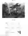 Fig. 16 - METHOD FOR FORMING ORNAMENTAL TREE BY PRUNING AND INDUCING GROWTH OF BRANCHES