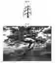 Fig. 17 - METHOD FOR FORMING ORNAMENTAL TREE BY PRUNING AND INDUCING GROWTH OF BRANCHES