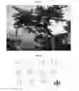 Fig. 19 - METHOD FOR FORMING ORNAMENTAL TREE BY PRUNING AND INDUCING GROWTH OF BRANCHES