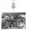Fig. 20 - METHOD FOR FORMING ORNAMENTAL TREE BY PRUNING AND INDUCING GROWTH OF BRANCHES