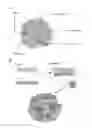 Fig. 01 - Method of treating food allergies by administering a nanoparticle comprising heparin and chitosan encapsulating IL-12